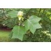 тюльпановое дерево (Лириодендрон )